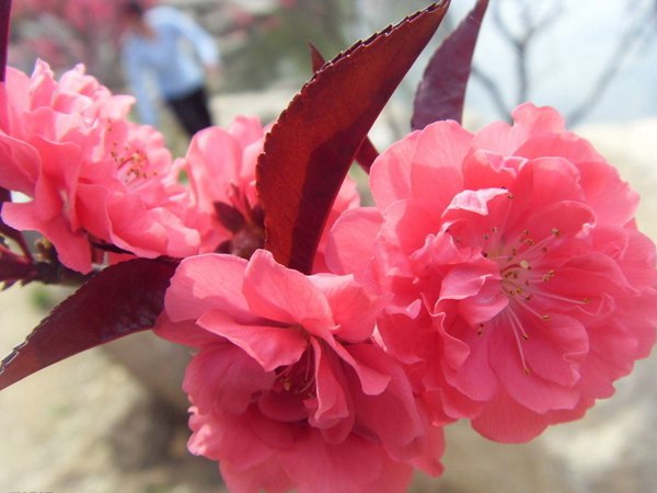 紅葉碧桃花期有多長，幾月份開花？