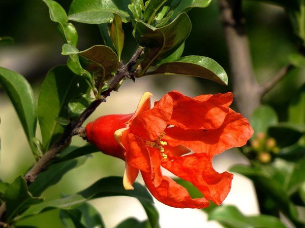 花石榴的花期、果期是什么時候