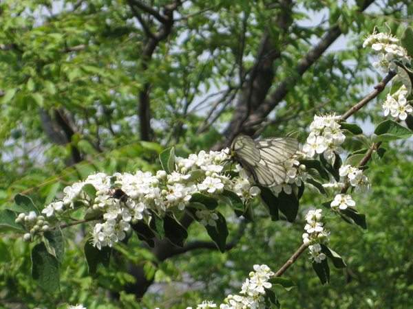 結香花,白花樹