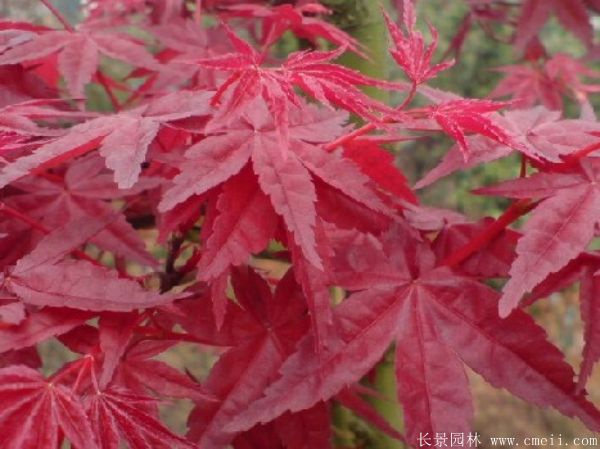 日本紅楓