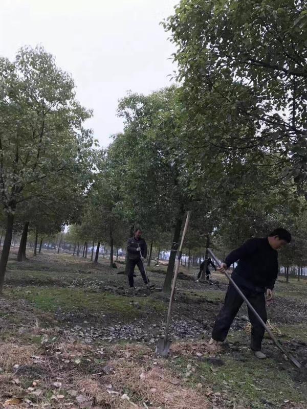 香樟樹圖片香樟樹基地實拍