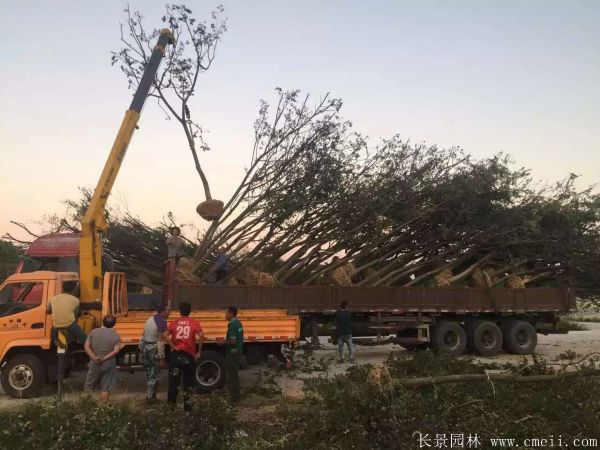 樸樹圖片樸樹基地實拍