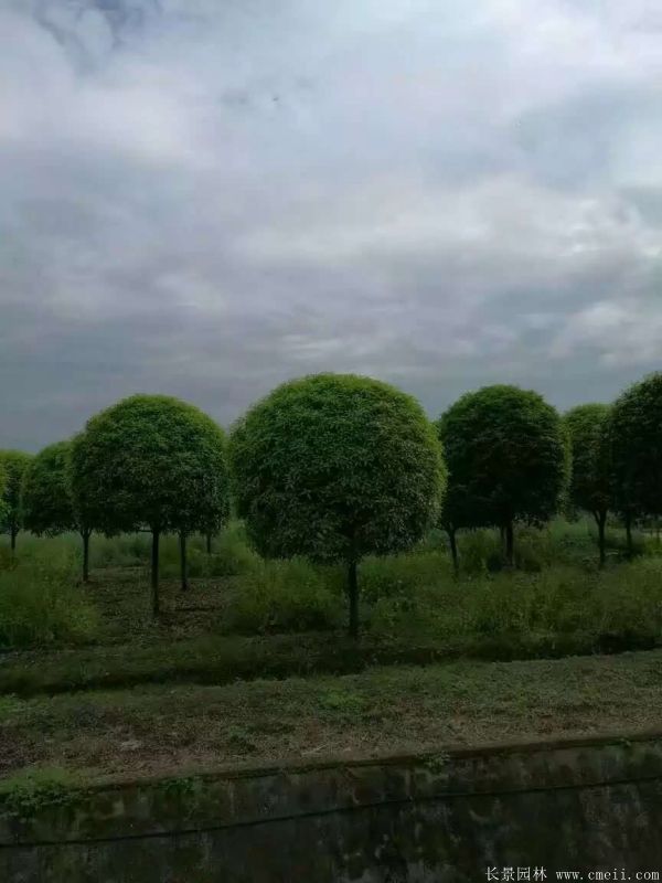 桂花樹圖片桂花樹基地實拍