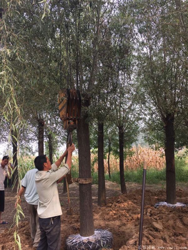 饅頭柳圖片饅頭柳基地實(shí)拍