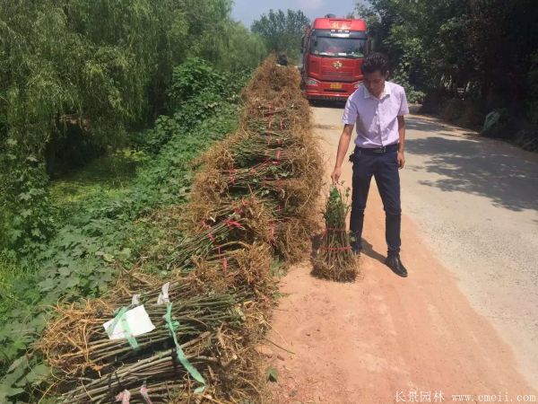 構樹苗圖片構樹小苗基地實拍