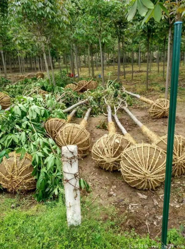 七葉樹圖片七葉樹基地實(shí)拍