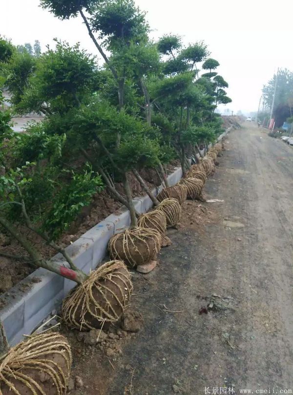 小葉女貞造型樹圖片基地實拍