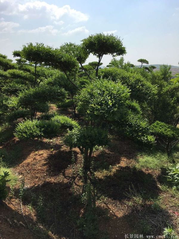 小葉女貞造型樹圖片基地實拍