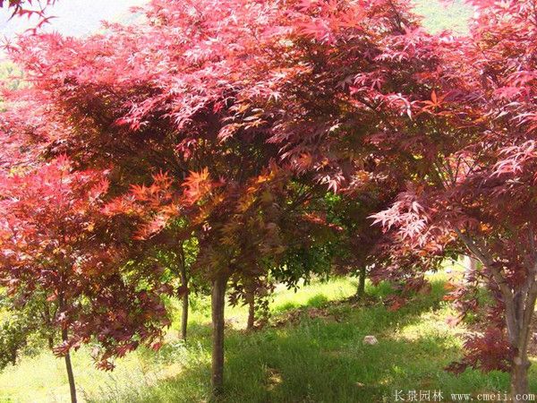 紅楓圖片基地實拍