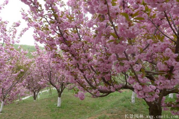 櫻花樹圖片基地實拍