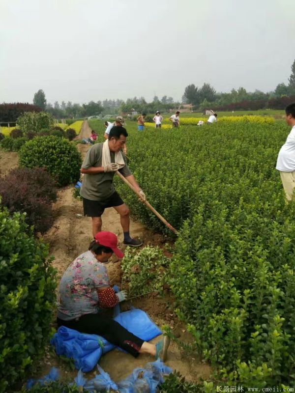 冬青小苗圖片基地實(shí)拍