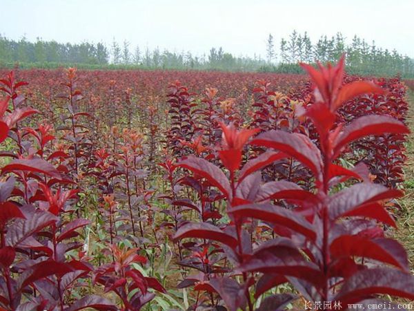 紅葉李圖片基地實拍