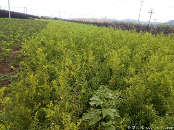 花石榴圖片基地實拍