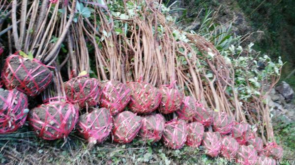 結香圖片基地實拍