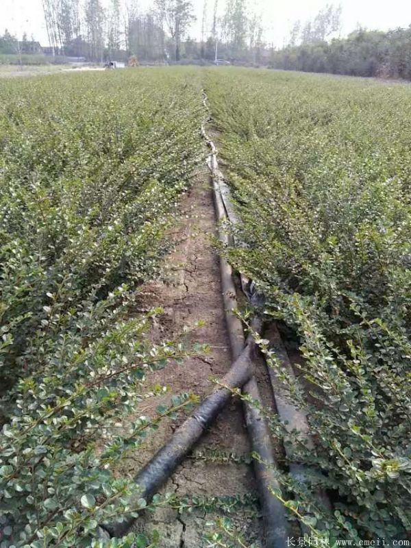 平枝荀子圖片基地實拍