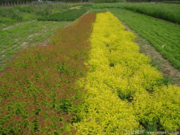 繡線菊?qǐng)D片基地實(shí)拍