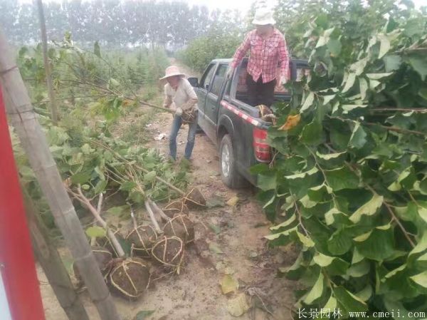 紫玉蘭小苗圖片基地實拍