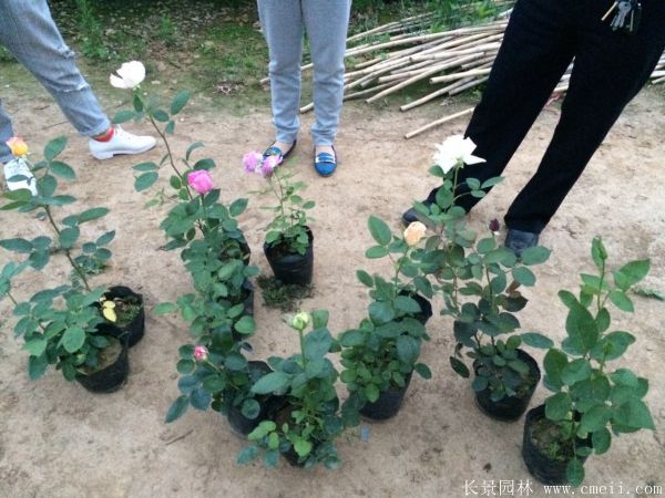 月季花圖片基地實拍