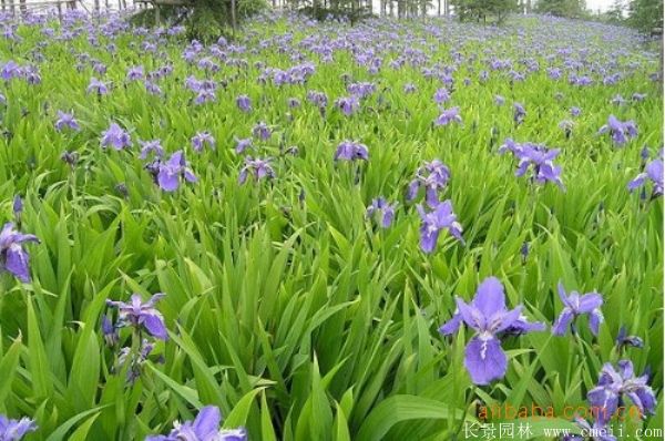 鳶尾花圖片基地實拍