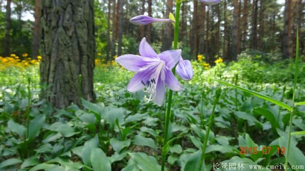 玉簪花圖片基地實拍