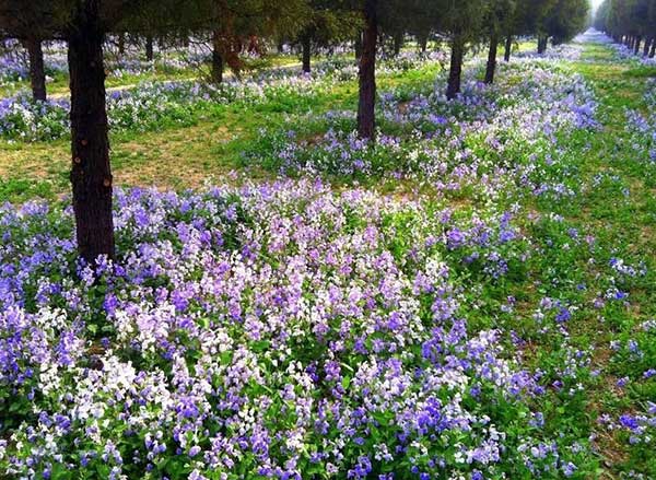 諸葛菜花海紫色藍色