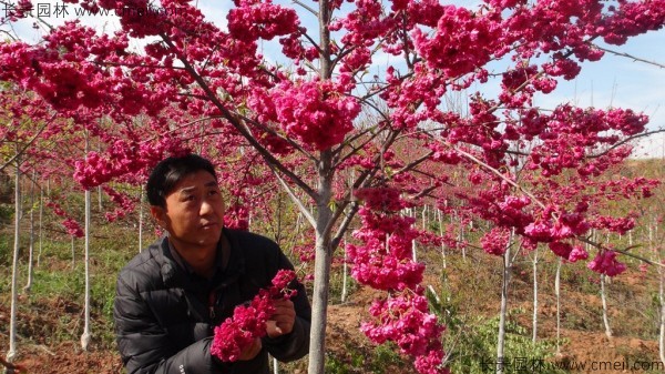 櫻花種子出苗發芽圖片