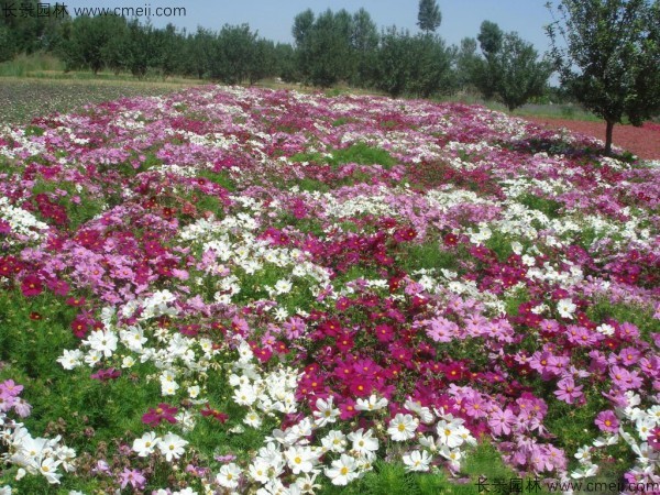 波斯菊種子發(fā)芽出苗開花圖片