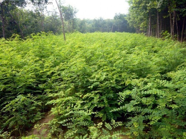 刺槐種子發芽出苗圖片