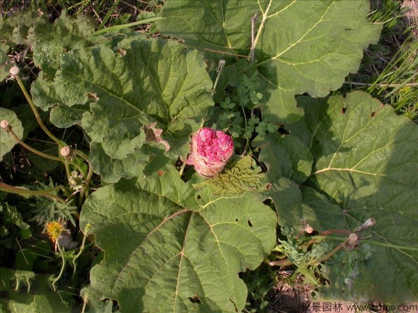 大黃種子發芽出苗圖片