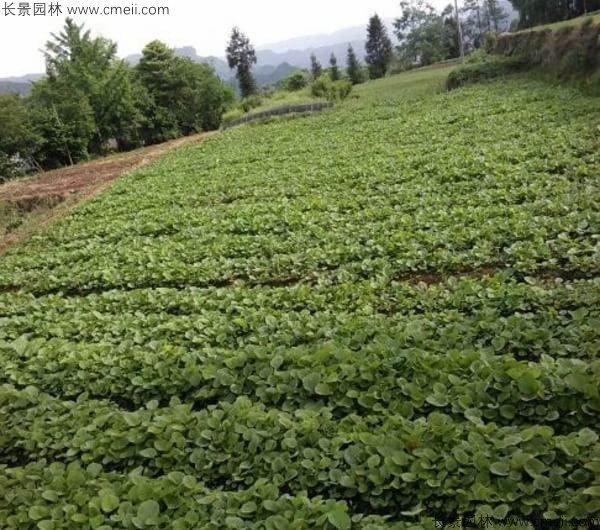 大黃種子發芽出苗圖片