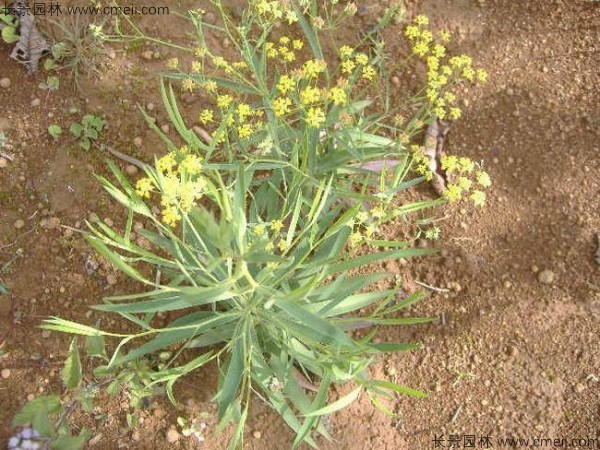 柴胡種子發芽出苗開花圖片