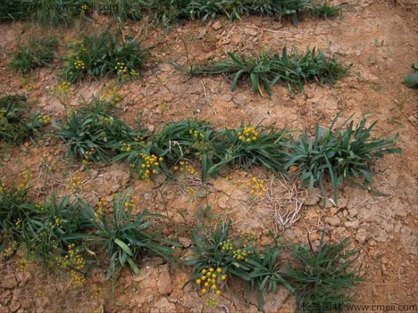 柴胡種子發芽出苗開花圖片