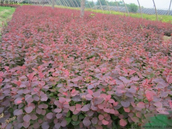 紅葉小檗種子發芽出苗圖片