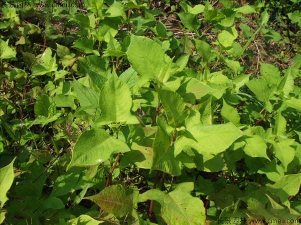 苦蕎麥種子發芽出苗圖片