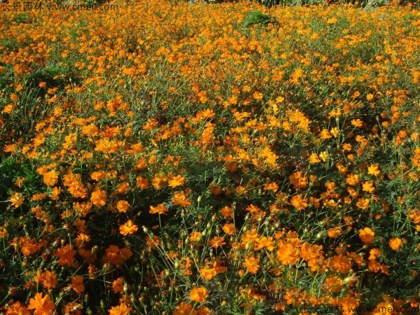 硫華菊種子發芽出苗圖片