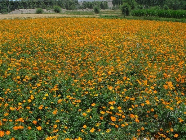 硫華菊種子發芽出苗圖片