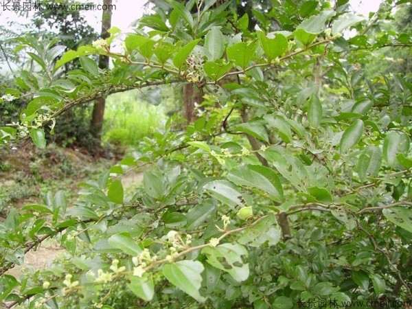 馬甲子種子發芽出苗圖片