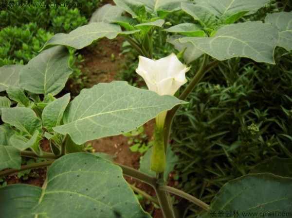 曼陀羅種子發芽出苗開花圖片