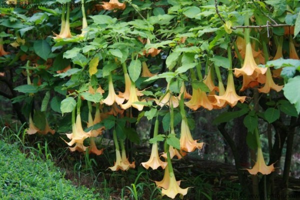 曼陀羅種子發芽出苗開花圖片