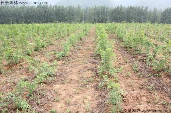 樸樹種子發芽出苗圖片