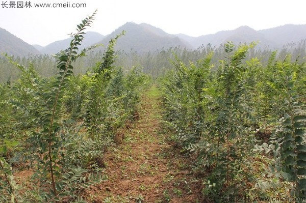 樸樹種子發芽出苗圖片