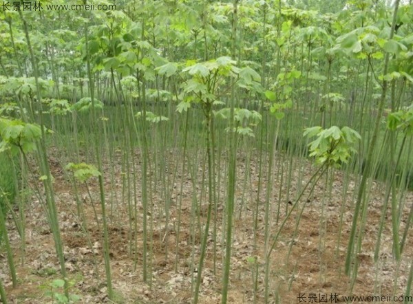 青桐種子發芽出苗圖片