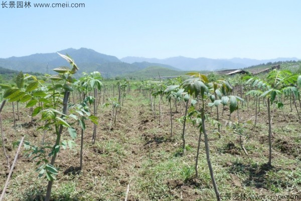 香椿種子發芽出苗圖片