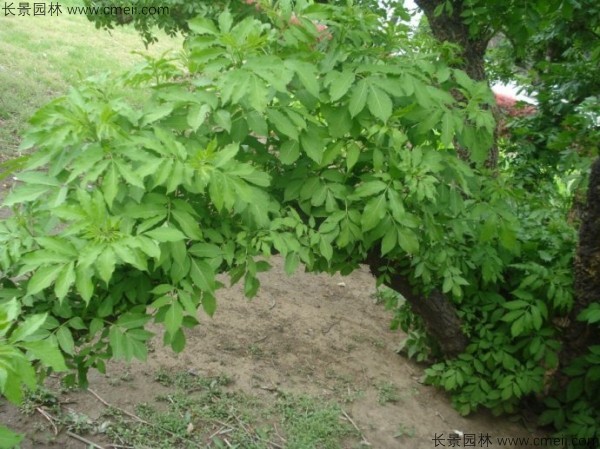 接骨木種子發芽出苗圖片