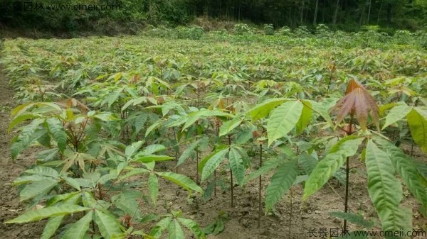 七葉樹種子發芽出苗圖片