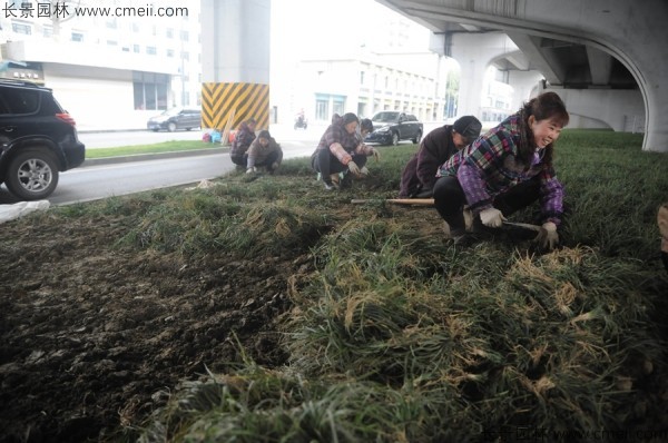 麥冬草種子發芽出苗開花圖片