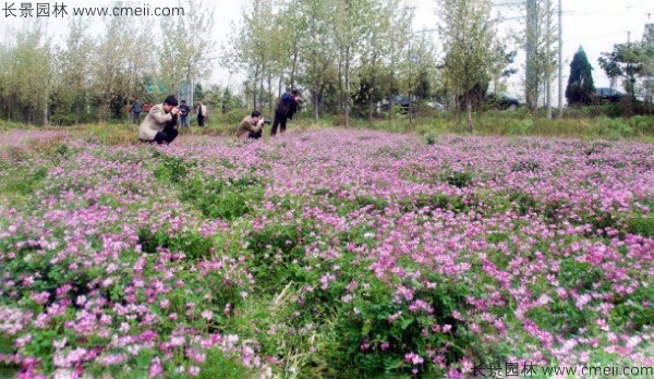 紫云英種子發芽出苗開花圖片