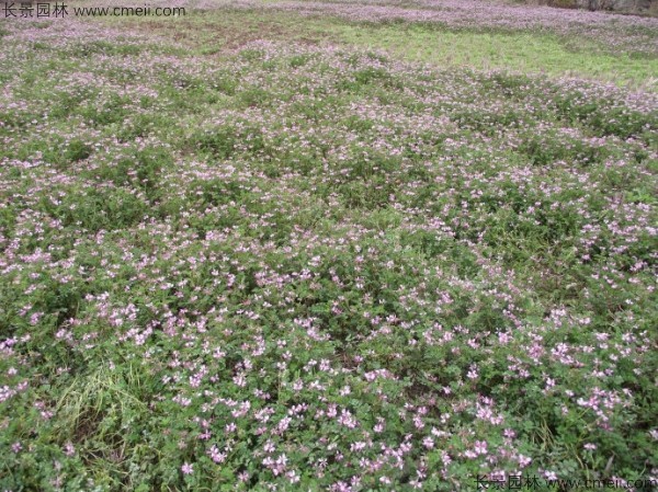 紫云英種子發芽出苗開花圖片