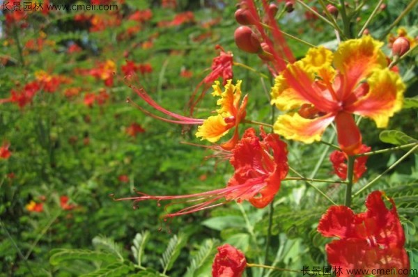 洋金鳳開(kāi)花圖片