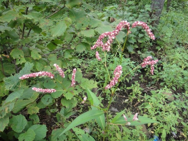 水紅花種子發(fā)芽出苗開花圖片